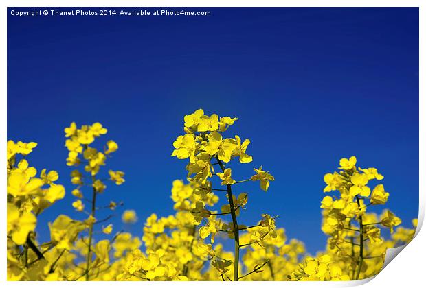 Hay fever Print by Thanet Photos