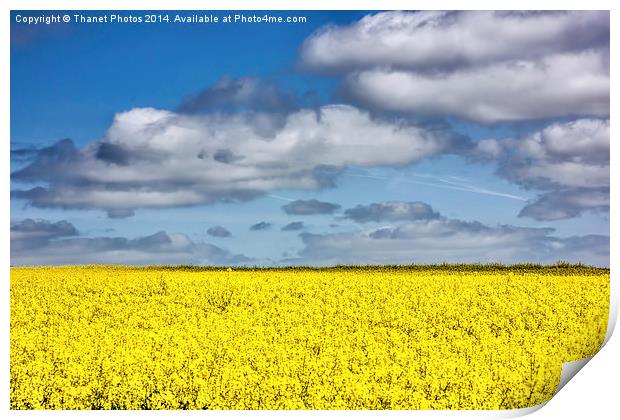 Hay Fever time Print by Thanet Photos