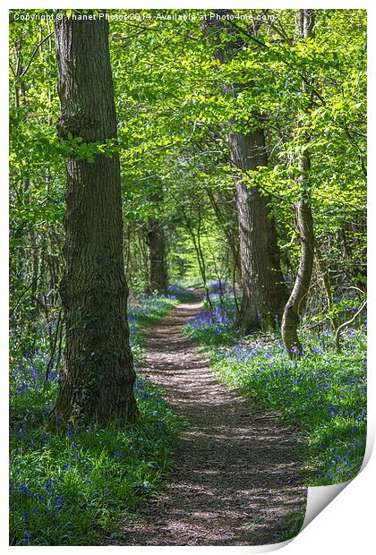 Woodland path Print by Thanet Photos