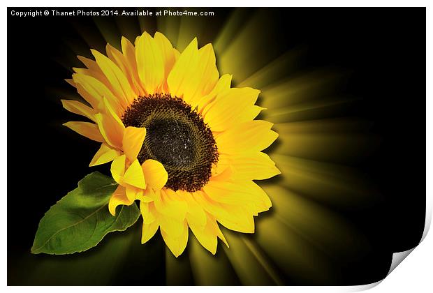 Sunflower 3d Print by Thanet Photos