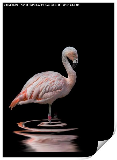  Chilean Flamingo Print by Thanet Photos