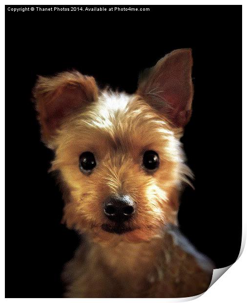  Yorkshire Terrier Print by Thanet Photos