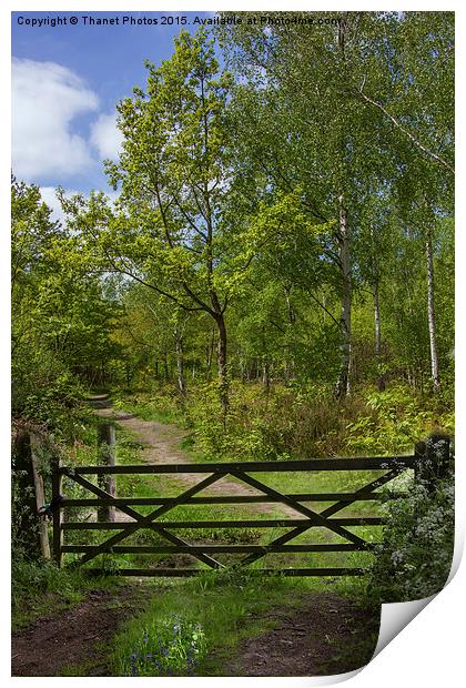  Woodland walk Print by Thanet Photos