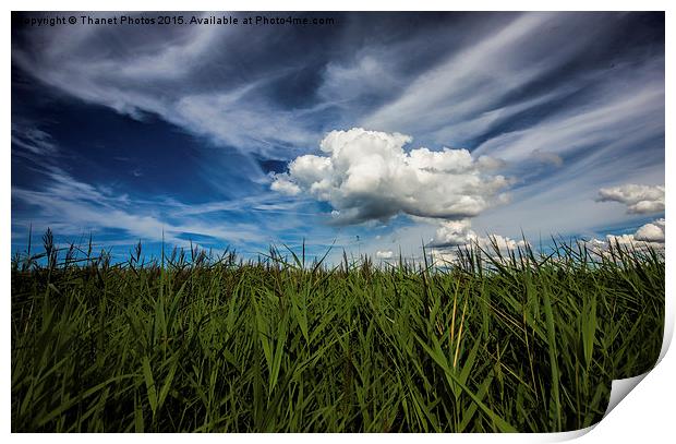 Reed beds at Brancaster Print by Thanet Photos