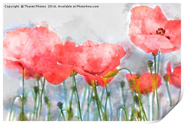 Poppy's in water colour Print by Thanet Photos