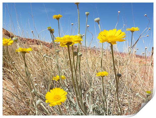 Yellow flowers Print by Lois Eley