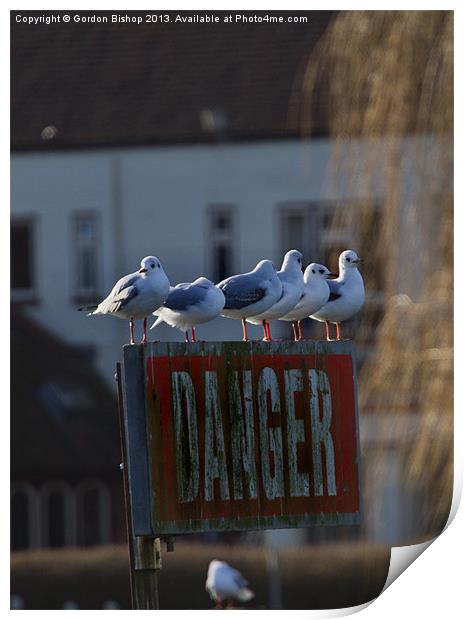 Danger Seagulls Print by Gordon Bishop