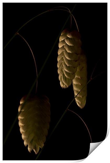 Rattlesnake grass pods Print by Gordon Bishop