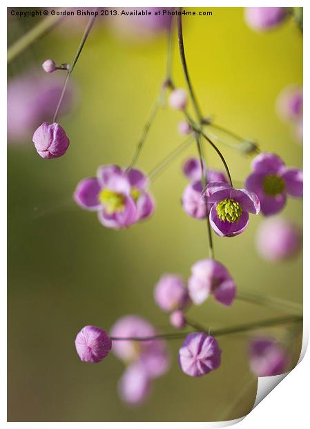Pink micro flower Print by Gordon Bishop