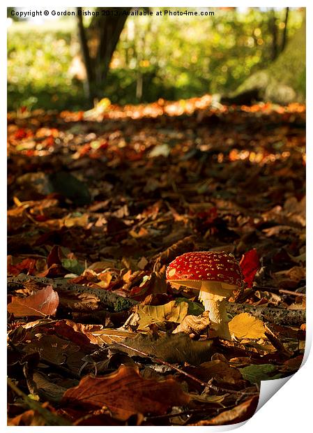 Autumn woodland Print by Gordon Bishop