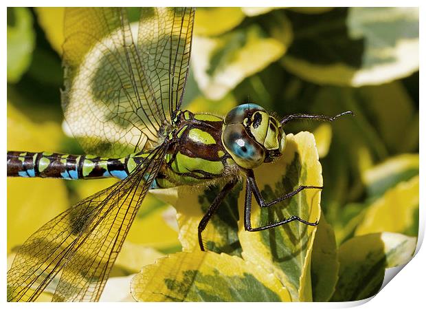 Dragonfly Print by Gordon Bishop