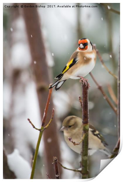 Goldfinch on a snow day Print by Gordon Bishop
