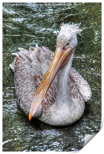 Spot Billed Pelican Print by Steve H Clark