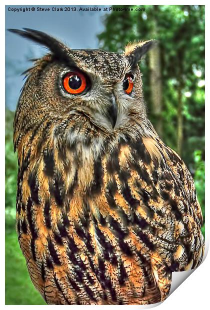 Long Eared Owl Print by Steve H Clark