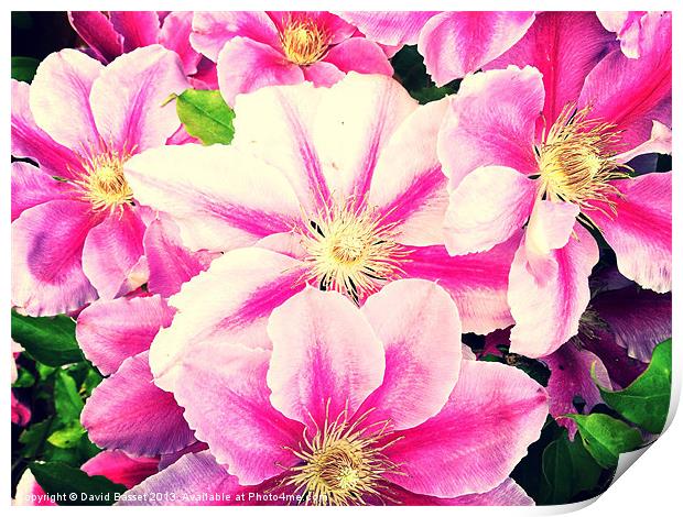 Beautiful pink clematis flowers Print by David Basset