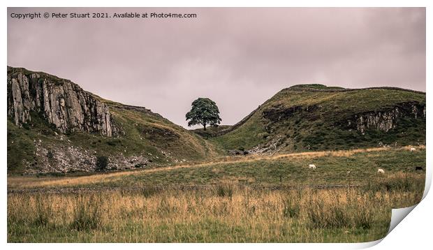Sycamore tree on Hadrian's Wall Walk Print by Peter Stuart