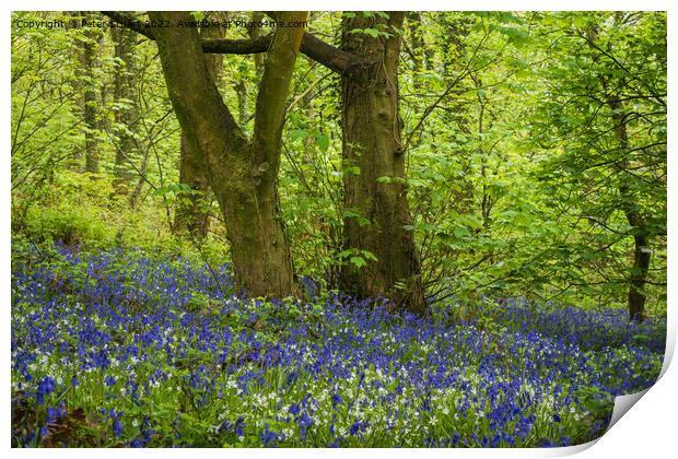 Bluebells and Spring time in the Woods Print by Peter Stuart