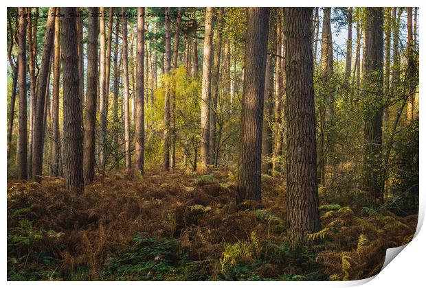 An autumnal walk around Delamere Forrest in Cheshire Print by Peter Stuart