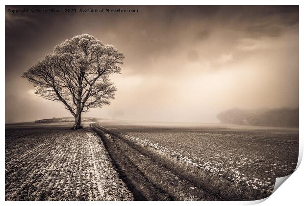 This lone tree is a crank Print by Peter Stuart