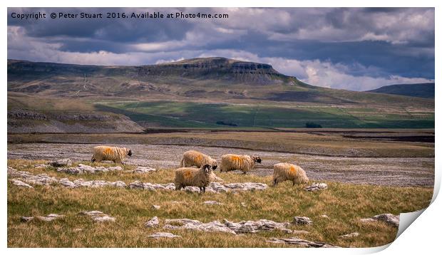 springtime on Pen Y Ghent Print by Peter Stuart