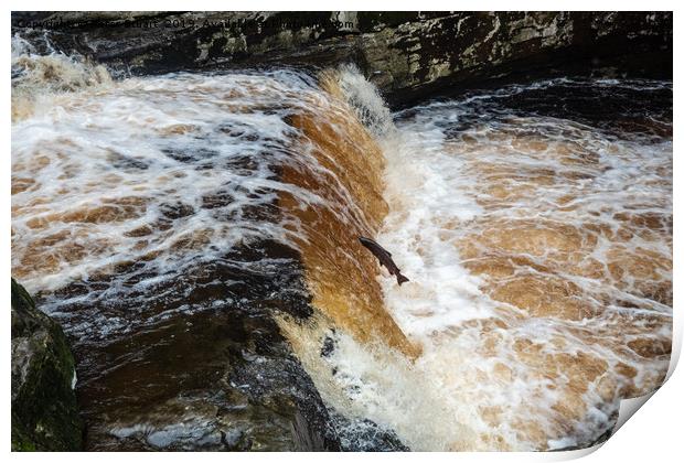 Salmon Leaping Print by Peter Stuart