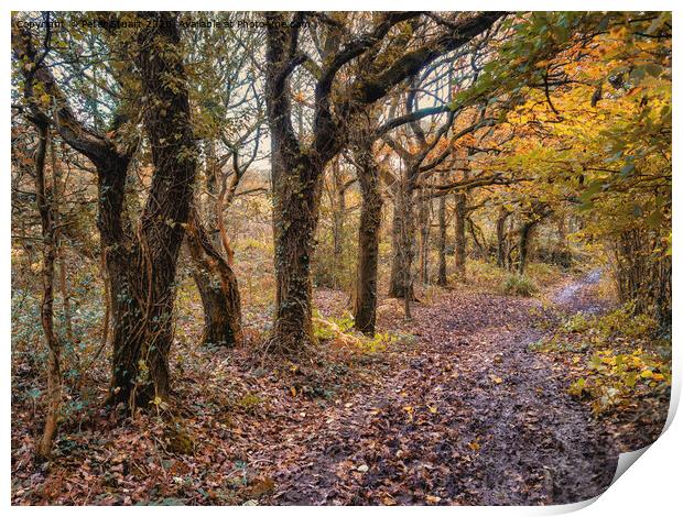 The Mersey Forrest at Carr Mill Print by Peter Stuart