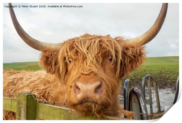 Helifield Highland Cattle Print by Peter Stuart
