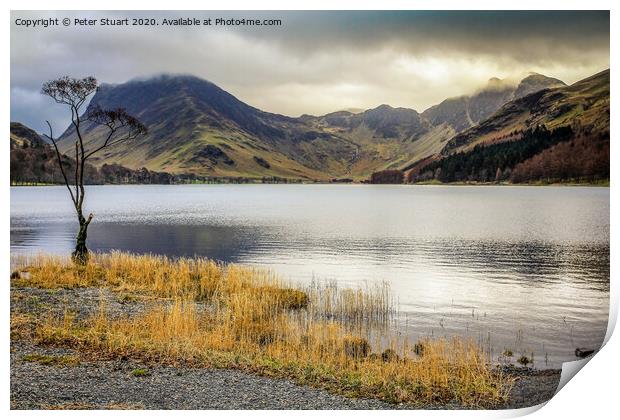 Lonely tree at Buttermere in the Lake District Print by Peter Stuart