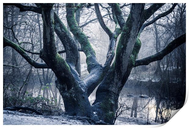 Sankey Valley at St Helens in Merseyside Print by Peter Stuart