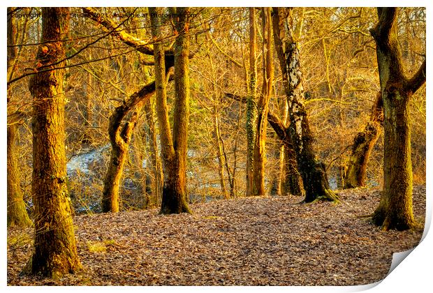 Sankey Valley near to St Helens in Merseyside Print by Peter Stuart