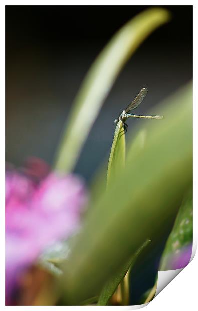 Perching Dragonfly Print by Liam Spence