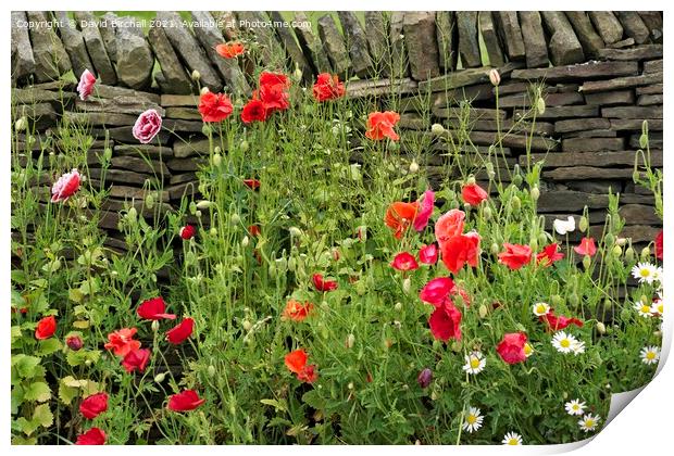 Poppies growing wild against a dry stone wall. Print by David Birchall