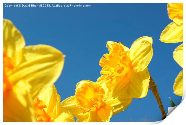 Daffodils Print by David Birchall