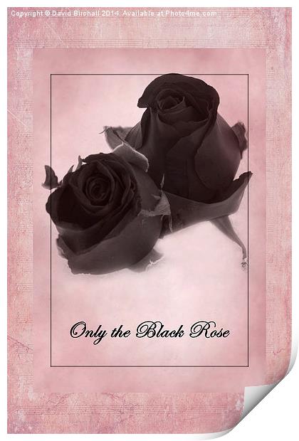 Only The Black Rose Print by David Birchall
