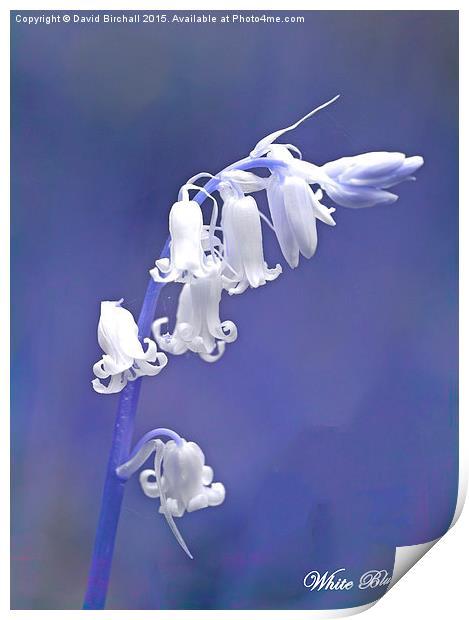  White Bluebell Print by David Birchall