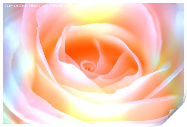  Pastel Rose Print by David Birchall
