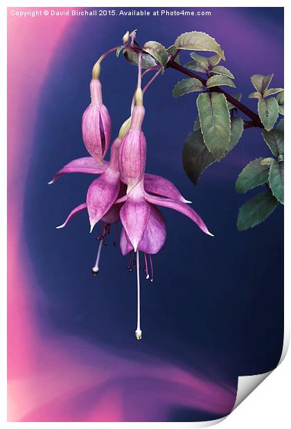  Fuchsia Swirl Print by David Birchall