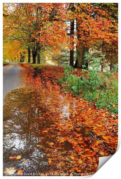 Derbyshire Leafy Lane in Autumn Print by David Birchall