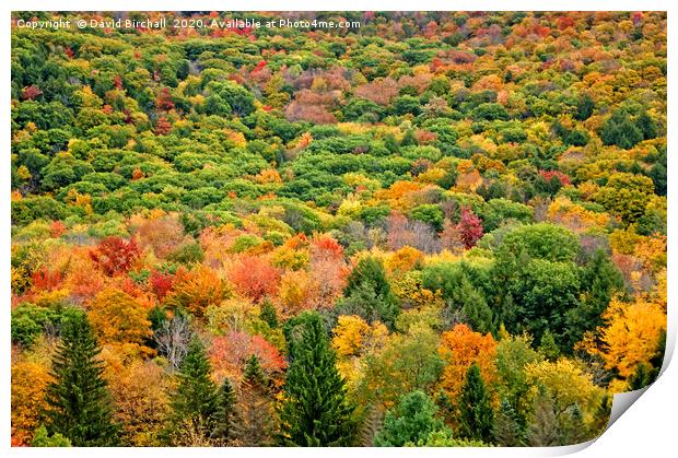 Autumn Colour in Vermont, America. Print by David Birchall