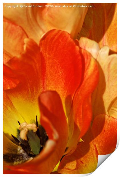Red and peach tulip flower close-up detail. Print by David Birchall
