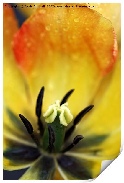 Close-up of a red and yellow tulip flower. Print by David Birchall
