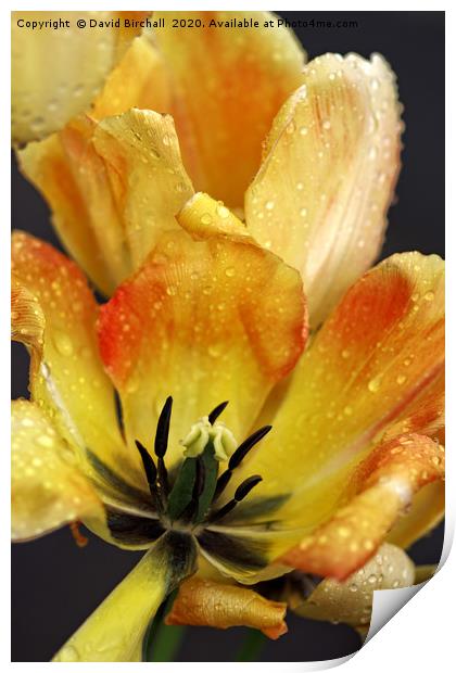 Yellow and red tulip close-up. Print by David Birchall