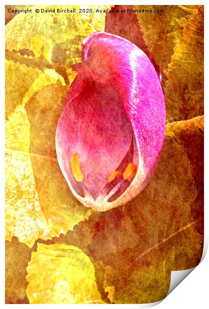Tulip petal on leaves, toned and textured. Print by David Birchall