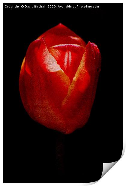 Textured Tulip Print by David Birchall