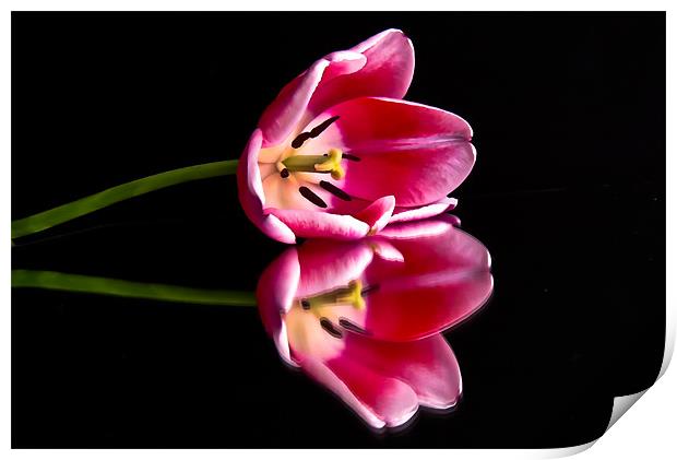 Reflections of a Tulip Print by Helen Holmes