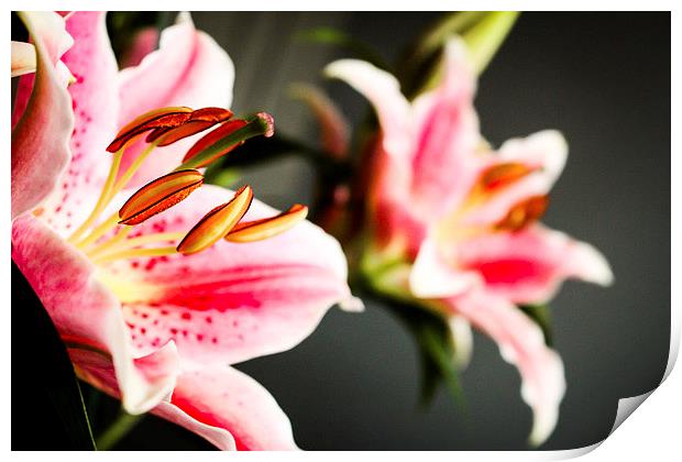  Reflections of a Pink Lily Print by Helen Holmes