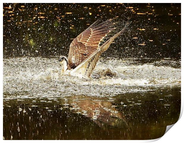 Osprey Fishing Print by Alan Sutton