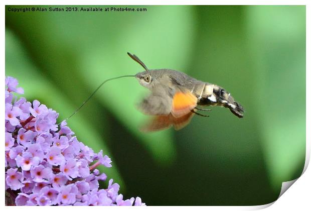 Hummingbird Hawk Moth feeding Print by Alan Sutton