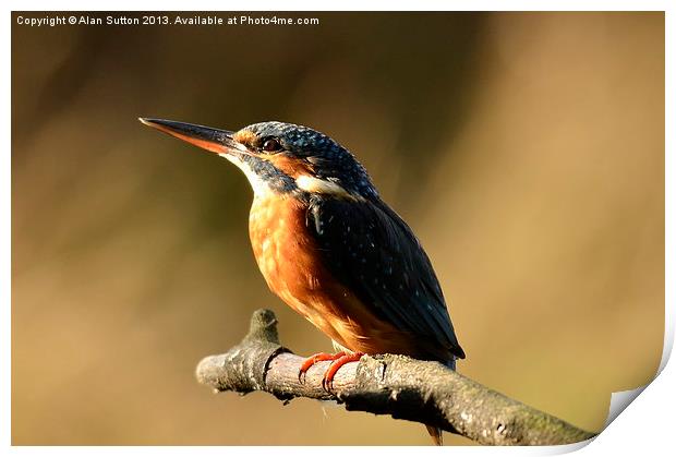 Portrait of a River Queen Print by Alan Sutton