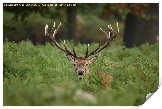 Are you looking at me ? Print by Alan Sutton